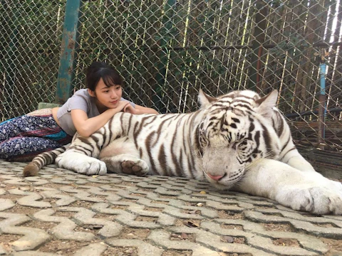 タイガー キングダム チェンマイ | 海外旅行・国内旅行のツアーや